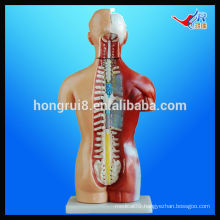 ISO 42-CM 18-part Unisex Human Torso Model, Teaching Torso model